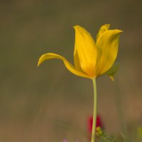 Желтый тюльпан :: Ксения Репина
