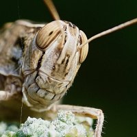 Извиняйте шо сегодня зубы не побрил ...!!!! ГОЛИВУДСКАЯ УЛЫБКА САРАНЧИ.....!!!! :: Серёжа Стрельников