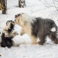 поздороваемся? :: Лариса Батурова