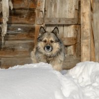 Портрет в гармоничной рамочке...)) :: Владимир Хиль