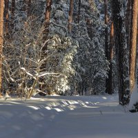 Заслушавшись морозного затишья... :: Лесо-Вед (Баранов)