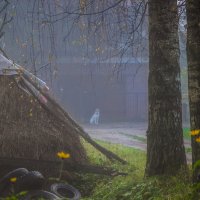 В тумане :: dmitriy-vdv 