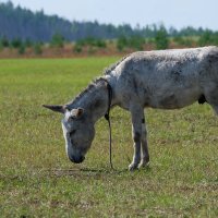 осел :: Владимир Рожанский