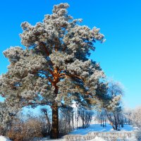 В лучах солнца) :: Владимир Звягин