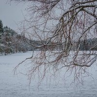 Белая береза :: Евгения К