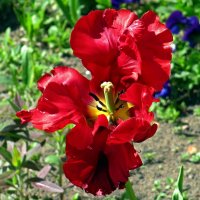 Отцветающий тюльпан :: Вера Щукина