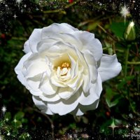 Белая роза :: Nina Yudicheva