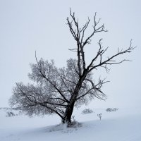 Дерево :: Павел Кореньков
