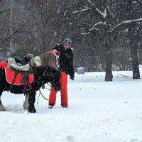 Снег кружится, летает, летает... :: Лара ***