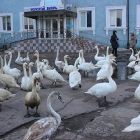 У знаменитой гостиницы "Золотой якорь" (Балтийск/Пиллау) :: Марина Домосилецкая