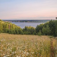 Ромашковый луг. Ностальгия по лету. :: Владимир Макаров