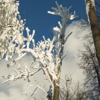 В морозный зимний днь :: Александр Степовой 