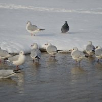 В компанию примите? :: Ханжина Эльвира 