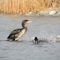 Ка-ра-ул! Большие наступают. :: Светлана Ивановна Медведева