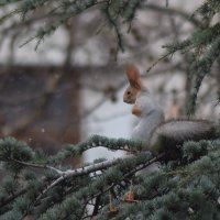 В зимней шубке :: Игорь Кузьмин