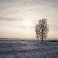 Во поле береза стояла... :: Олег Пученков