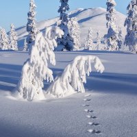 Сколько в снеге серебра. :: Юрий Харченко