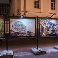 Фотовыставка на Старом Арбате. :: Владимир Безбородов