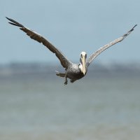 Brown Pelican :: Naum 