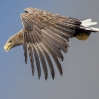 Белохвостый орлан. :: spr42 ***