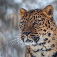Леопард. :: Виктор Шпаков