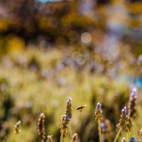 lavanda y obeja :: Bob 