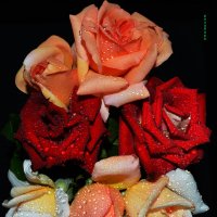 розы :: Ксения Забара