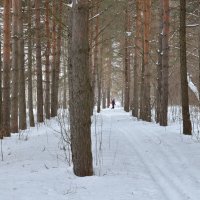 День в зимнем лесу :: Оксана Калинина