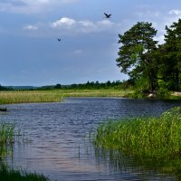 Деревенский пруд :: Владимир ЯЩУК