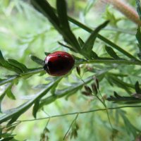 Coccinellidae :: Shrewd Helga