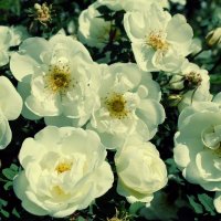 Белые розы :: Анна 
