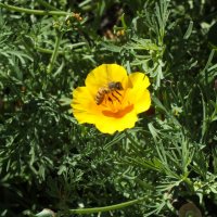 пчела на цветке :: Константин Миксманн