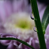 Drops - violet chrysanthemum :: Дмитрий Каминский