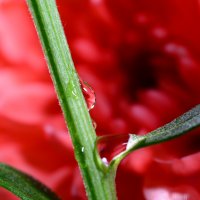 Drops - red chrysanthemum :: Дмитрий Каминский