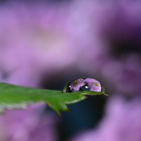 Drops - violet bunch :: Дмитрий Каминский