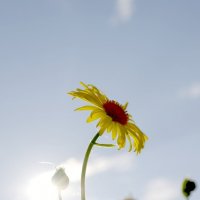 Солнечный цветок :: Ольга Ситникова