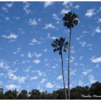 Ватные облака в небе Лос-Анджелеса. :: Наталья Портийо
