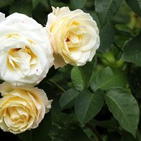 Белые розы. :: Татьяна Беляева