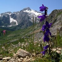 Цветы в горах :: Владимир Лебедев