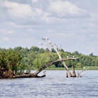 Семья чаек :: Елена Богос