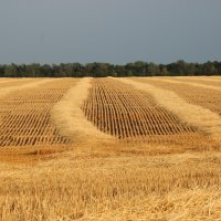 обрили :: васек задунайский