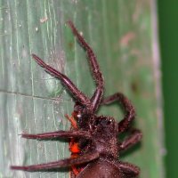 большой паук пожирает жука :: lev makhnev