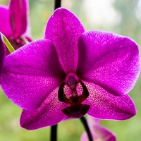 орхидея :: Ксения Калачева