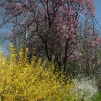 Три цвета весны :: Kate Zimens
