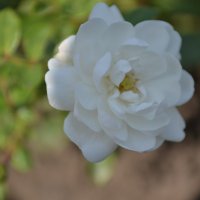 Белый цветок :: Maxim 