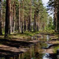 После дождя :: Наталия Зыбайло