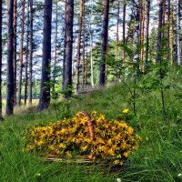 Зверобой :: Наталия Зыбайло