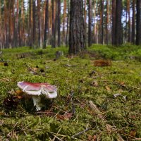 Сыроежка в лесу :: Андрей Черемисов