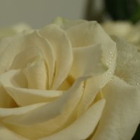 Роза пахнет розой :: Евгения 