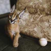 Caracal :: Maddena Gnani